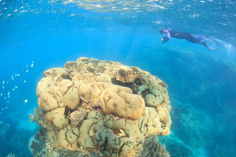 Coral Bay 2-Hour Coral Viewing And Snorkeling - Maitland Accommodation 4