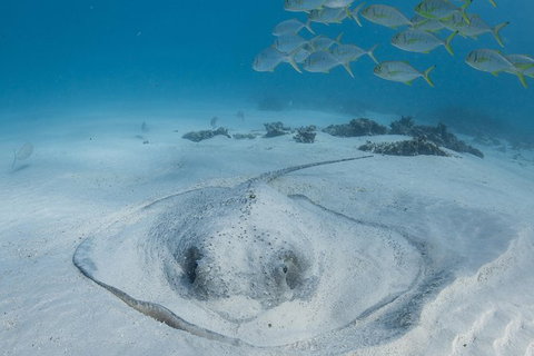 Coral Bay 3-Hour Turtle Ecotour - Maitland Accommodation 2