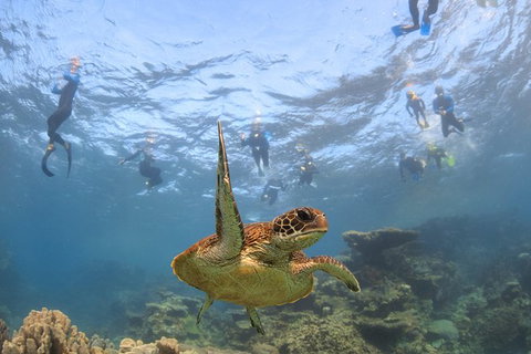 Coral Bay 3-Hour Turtle Ecotour - Maitland Accommodation 4