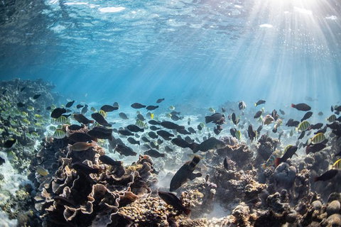 Coral Bay 3-Hour Turtle Ecotour - Maitland Accommodation 5