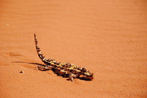 Kitesurfing Lesson - Maitland Accommodation 4