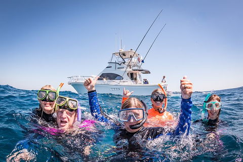 Life On Ningaloo Swimming Tour In Exmouth - Maitland Accommodation 4