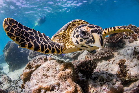 Life On Ningaloo Swimming Tour In Exmouth - Maitland Accommodation 1