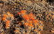 Perth Hills Explorer (Private) Day Tour - thumb 10