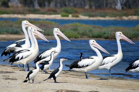 Romance Cruise + Scenic Tour + Beer Tasting + 3 Course Lunch + Hamper - Maitland Accommodation 5