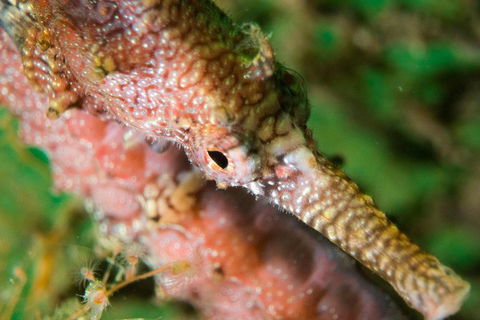 Scuba Dive The Beautiful Rottnest Island - Maitland Accommodation 1