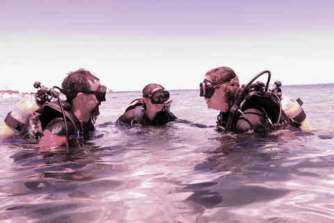 Scuba Dive The Beautiful Rottnest Island - Maitland Accommodation 3