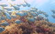 Scuba Dive The Beautiful Rottnest Island - thumb 6