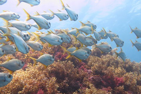 Scuba Dive The Beautiful Rottnest Island - Maitland Accommodation 6