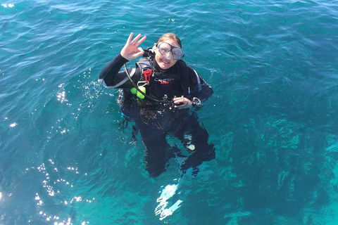 Scuba Dive The Beautiful Rottnest Island - Maitland Accommodation 5