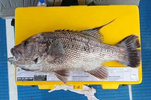 Abrolhos Islands Fishing Charter - Maitland Accommodation 2