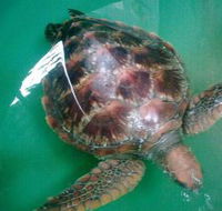 Australian Seabird Rescue - Maitland Accommodation