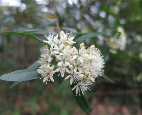 Boolijah NSW Maitland Accommodation