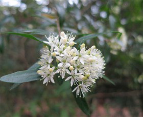 Booderee National Park - Maitland Accommodation 0