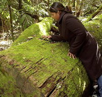 Washpool National Park - Washpool Walk - Maitland Accommodation