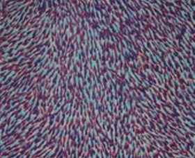  Maitland Accommodation