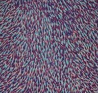 The Gate Gallery - Wollombi - Maitland Accommodation