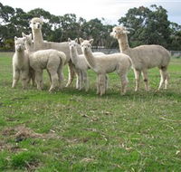 Blackgate Lodge Alpaca Stud - Maitland Accommodation