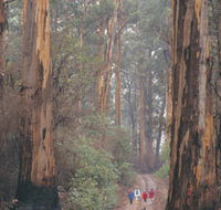Beedelup National Park - Maitland Accommodation