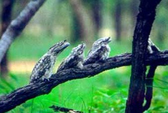 Abingdon Downs QLD Maitland Accommodation