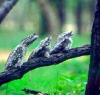 Undara Experience - Maitland Accommodation