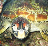 Adrenalin Snorkel and Dive - Maitland Accommodation