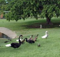 Anzac Park and Ululah Lagoon - Maitland Accommodation