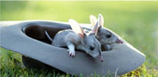 Augathella 4x4 Stock Route Trail - Maitland Accommodation 2