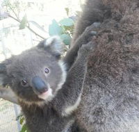 West Oz Wildlife Petting Zoos - Maitland Accommodation