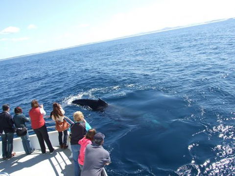 Moonshadow–TQC Cruises - Maitland Accommodation 1