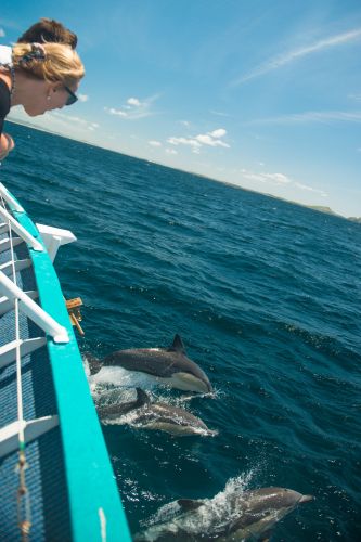 Moonshadow–TQC Cruises - Maitland Accommodation 3