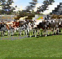 Brighton Show - Maitland Accommodation