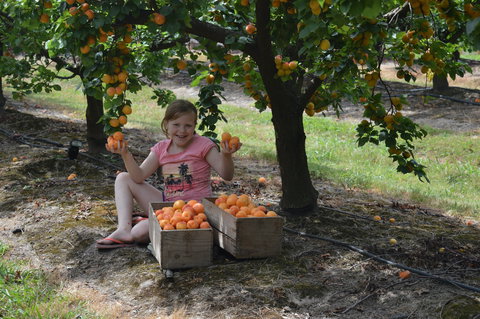 Fruit Bottling Sessions At Rayner's Orchard - Maitland Accommodation 0