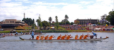 Jacaranda Dragon Boat Races - Maitland Accommodation 0