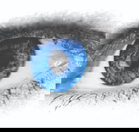 Joe Orton's What the Butler Saw - Maitland Accommodation