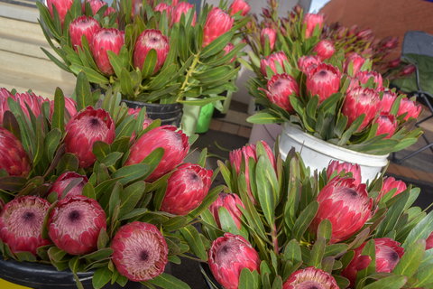 Junee Rotary Farmers Markets - Maitland Accommodation 0