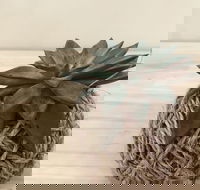 Kokedama Workshop - Maitland Accommodation