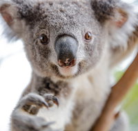 Meet the Stars of the Livestreams - Maitland Accommodation