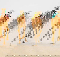 The Quirindi Camel Cup - Maitland Accommodation