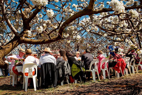 Young Cherry Blossom Long Lazy Lunch - Maitland Accommodation 0