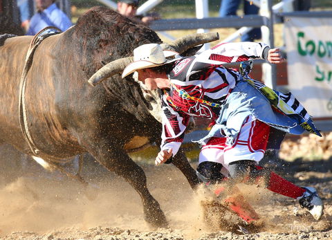 AgriWest Cooma Rodeo - Maitland Accommodation 2