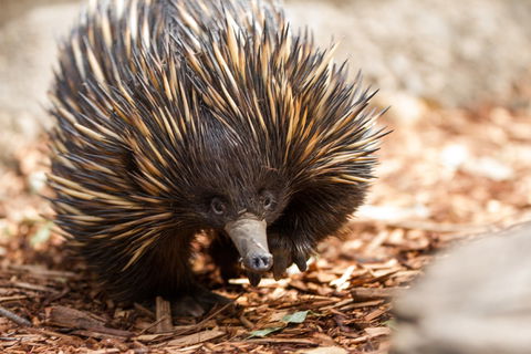Aussie Wildlife Course - July/August/September - Maitland Accommodation 0