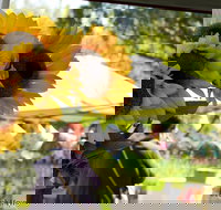 Blackville Arts and Market Day - Maitland Accommodation