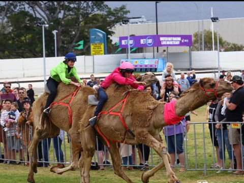 Camel Races At Gosford Showgrounds - Maitland Accommodation 0