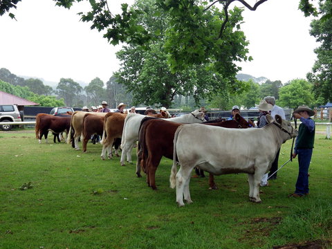 Dorrigo Agricultural Show - Maitland Accommodation 0
