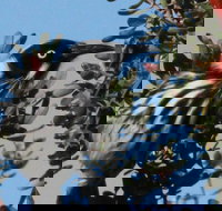 Esperance Wildflower Festival - Maitland Accommodation