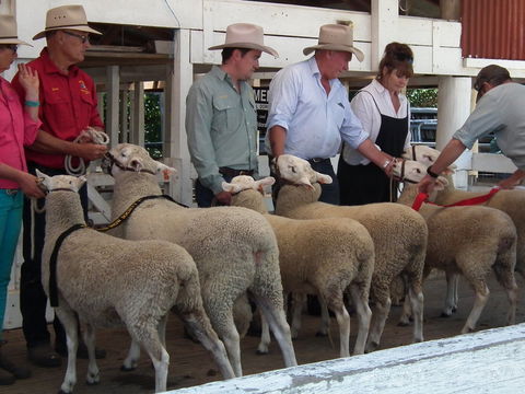 Glen Innes Pastoral And Agricultural Show - Maitland Accommodation 2