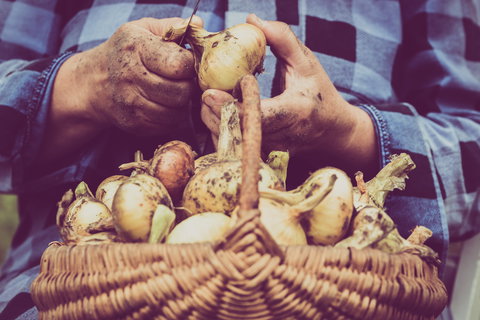 Grafton Farmers Market - Maitland Accommodation 0