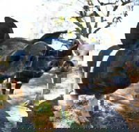 Mudgee Farm Walks - Maitland Accommodation