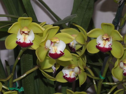 Orchids Out West - Maitland Accommodation 1
